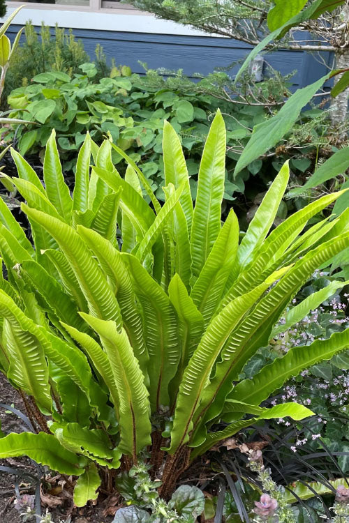  Hart's Tongue Fern (Asplenium Scolopendrium) - 1 Gallon Pot