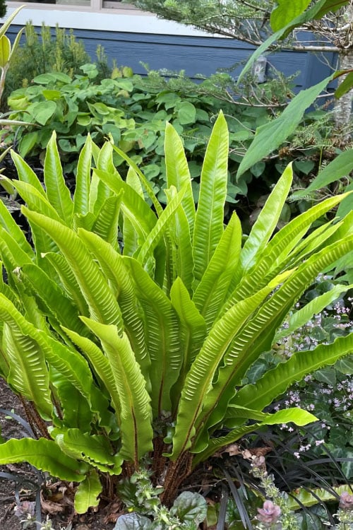  Hart's Tongue Fern (Asplenium Scolopendrium) - 1 Gallon Pot