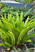  Hart's Tongue Fern (Asplenium Scolopendrium) - 12 Pack Of Quart Pots