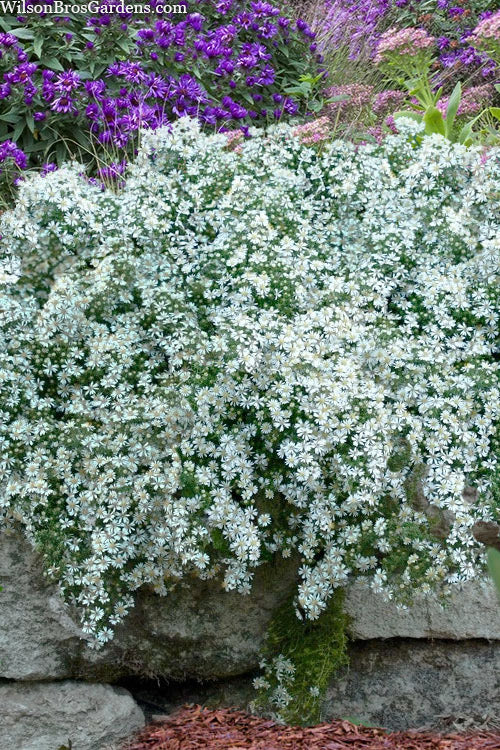  Snow Flurry Heath Aster - 5 Pack Of Quart Pots