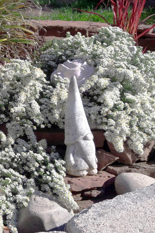  Snow Flurry Heath Aster - 5 Pack Of Quart Pots