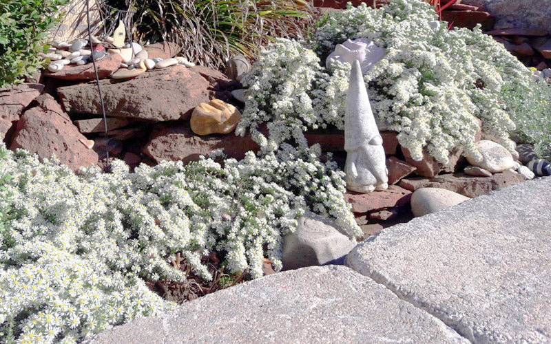  Snow Flurry Heath Aster - 6 Pack Of 1 Gallon Pots
