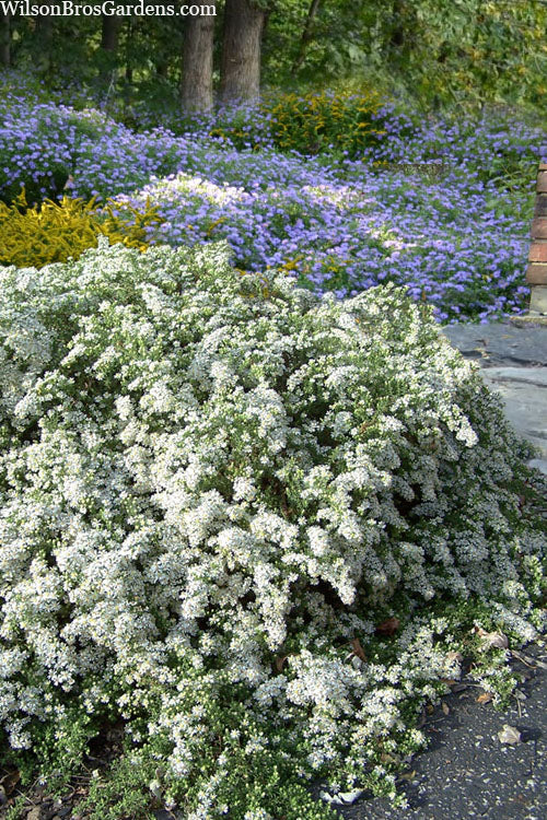  Snow Flurry Heath Aster - 5 Pack Of Quart Pots