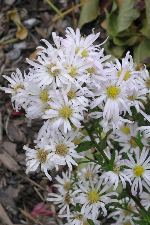  Snow Flurry Heath Aster - 6 Pack Of 1 Gallon Pots