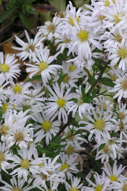  Snow Flurry Heath Aster - 5 Pack Of Quart Pots