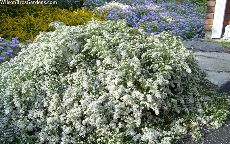  Snow Flurry Heath Aster - 6 Pack Of 1 Gallon Pots