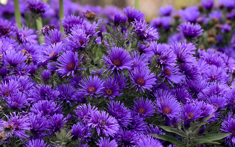  Grape Crush New England Aster - 6 Pack Of 1 Gallon Pots