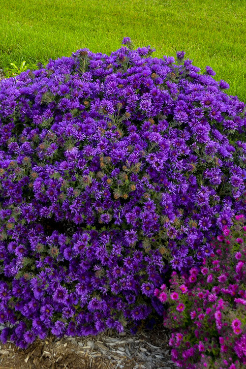  Grape Crush New England Aster - 6 Pack Of 1 Gallon Pots