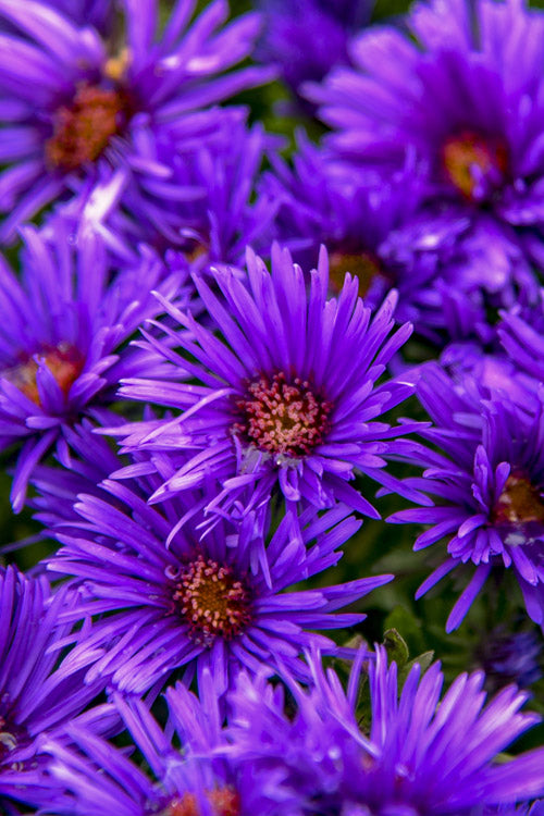  Grape Crush New England Aster - 6 Pack Of 1 Gallon Pots