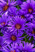  Grape Crush New England Aster - 6 Pack Of 1 Gallon Pots