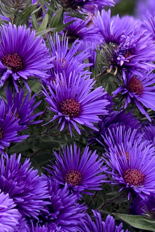  Grape Crush New England Aster - 6 Pack Of 1 Gallon Pots
