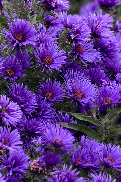  Grape Crush New England Aster - 6 Pack Of 1 Gallon Pots