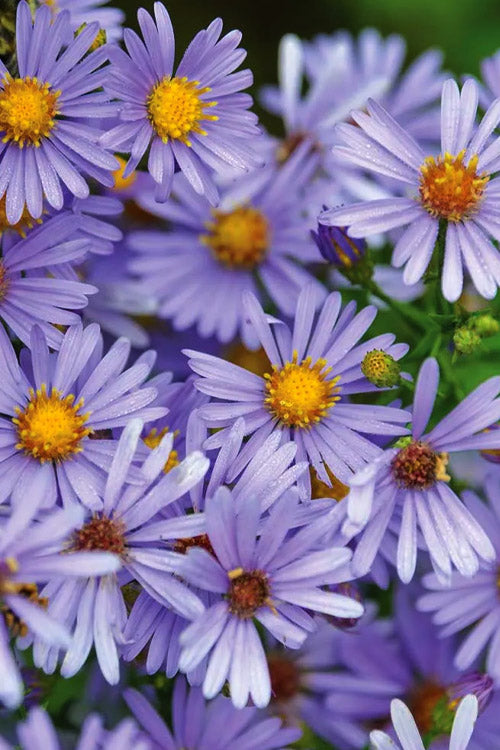  Bluebird Smooth Aster - 1 Gallon Pot