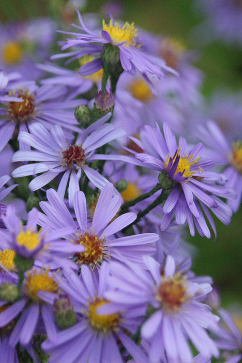  Bluebird Smooth Aster - 1 Gallon Pot