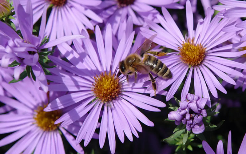  Raydon's Favorite Aromatic Aster (Aster Oblongifolius) - 6 Pack Of 1 Gallon Pots