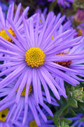  Raydon's Favorite Aromatic Aster (Aster Oblongifolius) - 6 Pack Of 1 Gallon Pots