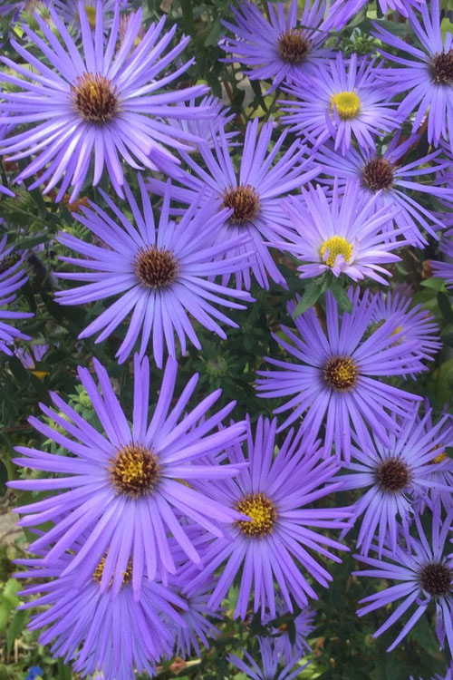  Raydon's Favorite Aromatic Aster (Aster Oblongifolius) - 6 Pack Of 1 Gallon Pots
