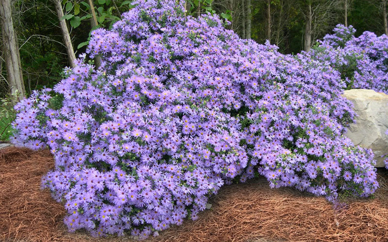  Raydon's Favorite Aromatic Aster (Aster Oblongifolius) - 6 Pack Of 1 Gallon Pots