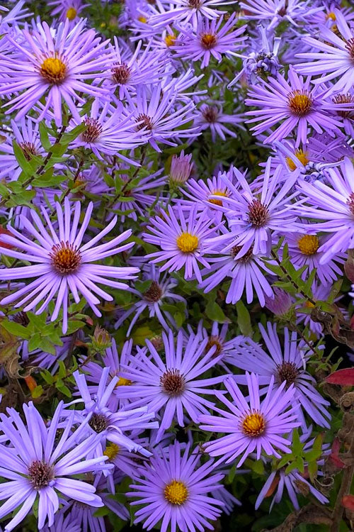  Raydon's Favorite Aromatic Aster (Aster Oblongifolius) - 6 Pack Of 1 Gallon Pots