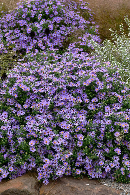  Raydon's Favorite Aromatic Aster (Aster Oblongifolius) - 6 Pack Of 1 Gallon Pots