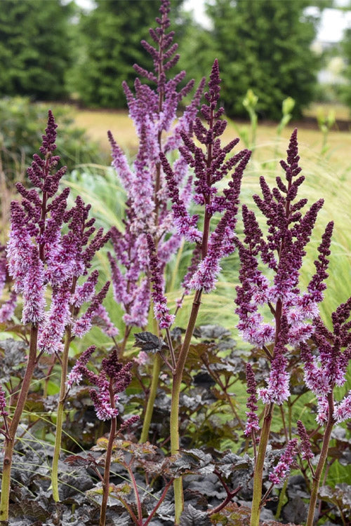  Dark Side Of The Moon Astilbe (Astilbe Chinensis Taquetii) - 1 Gallon Pot