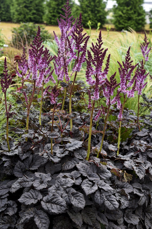  Dark Side Of The Moon Astilbe (Astilbe Chinensis Taquetii) - 1 Gallon Pot