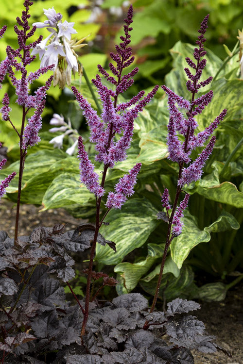  Dark Side Of The Moon Astilbe (Astilbe Chinensis Taquetii) - 1 Gallon Pot