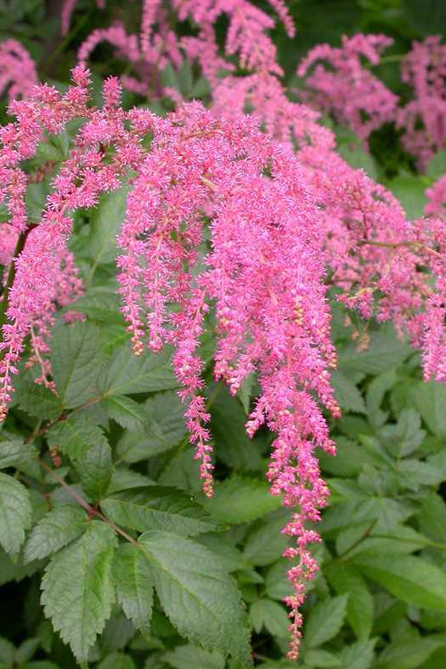  Ostrich Plume Astilbe - 1 Gallon Pot