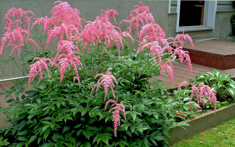 Ostrich Plume Astilbe - 1 Gallon Pot