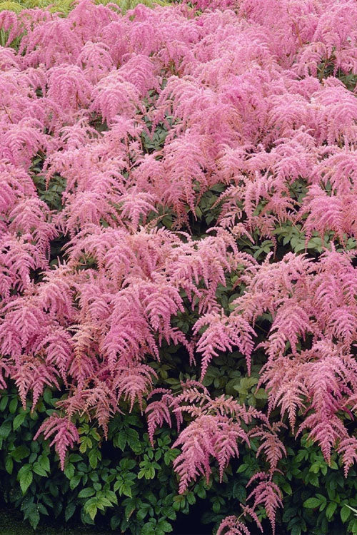  Ostrich Plume Astilbe - 1 Gallon Pot