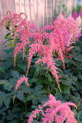  Ostrich Plume Astilbe - 1 Gallon Pot