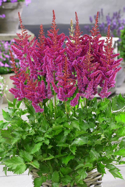  Visions In Red Astilbe - 1 Gallon