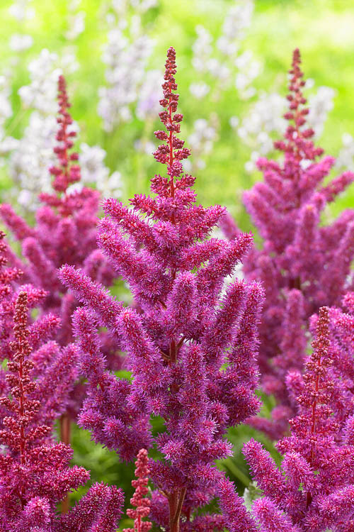  Visions In Red Astilbe - 1 Gallon