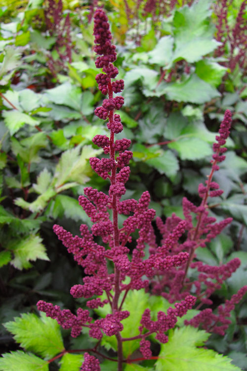  Visions In Red Astilbe - 1 Gallon
