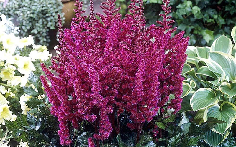  Visions In Red Astilbe - 1 Gallon