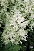  Younique White Astilbe - 1 Gallon Pot