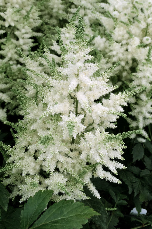  Younique White Astilbe - 1 Gallon Pot