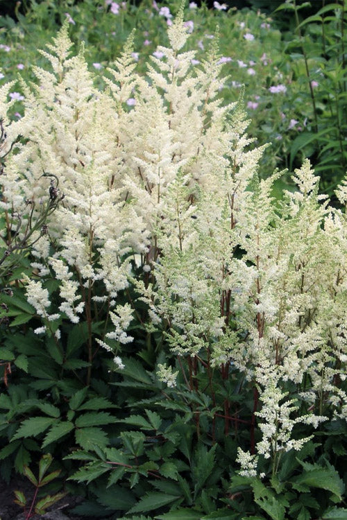  Younique White Astilbe - 1 Gallon Pot