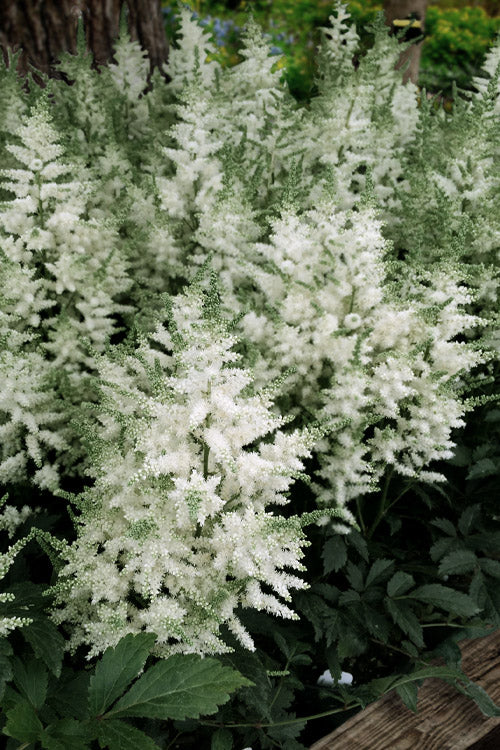  Younique White Astilbe - 1 Gallon Pot