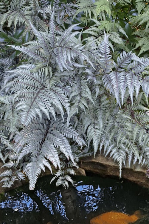  Japanese Painted Fern - 5 Pack Of Quart Pots