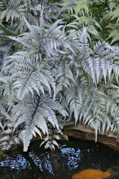  Japanese Painted Fern - 5 Pack Of Quart Pots