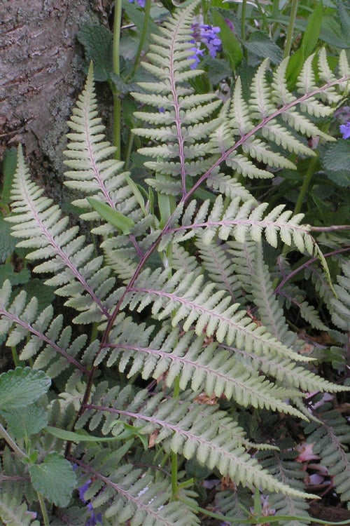 Japanese Painted Fern - 6 Pack Of 1 Gallon Pots