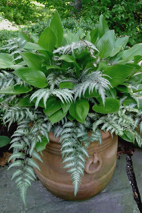  Japanese Painted Fern - 1 Gallon Pot