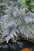  Japanese Painted Fern - 5 Pack Of Quart Pots
