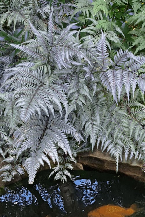  Japanese Painted Fern - 5 Pack Of Quart Pots
