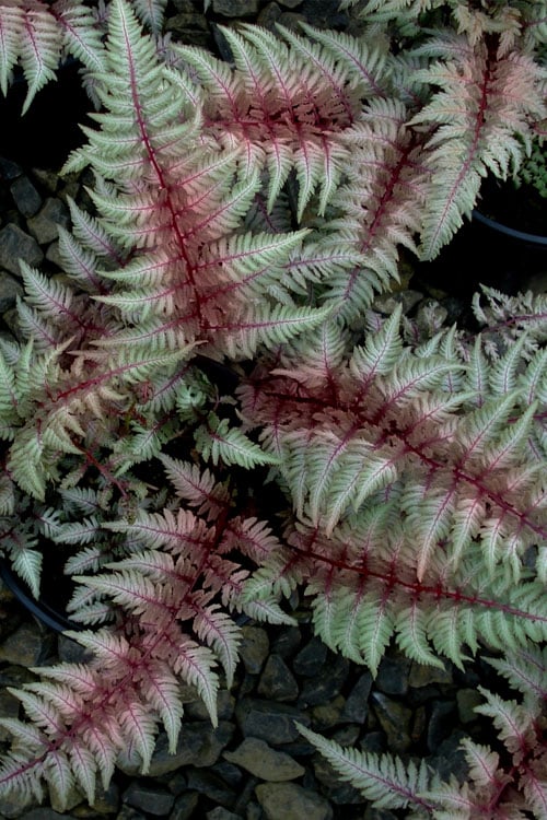  Regal Red Japanese Painted Fern - 6 Pack Of 1 Gallon Pots
