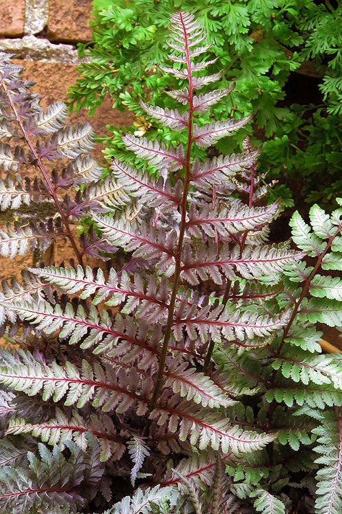  Regal Red Japanese Painted Fern - 1 Gallon Pot
