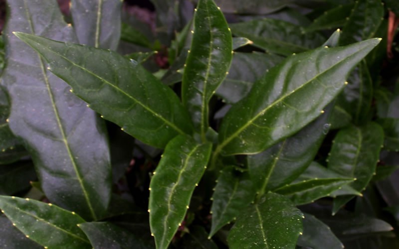  Dwarf Green Aucuba - Japanese Laurel - 3 Gallon Pot