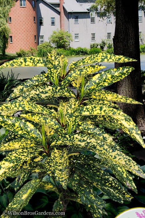  Hosoba Hoshifu Variegated Aucuba (Japanese Laurel) - 1 Gallon Pot