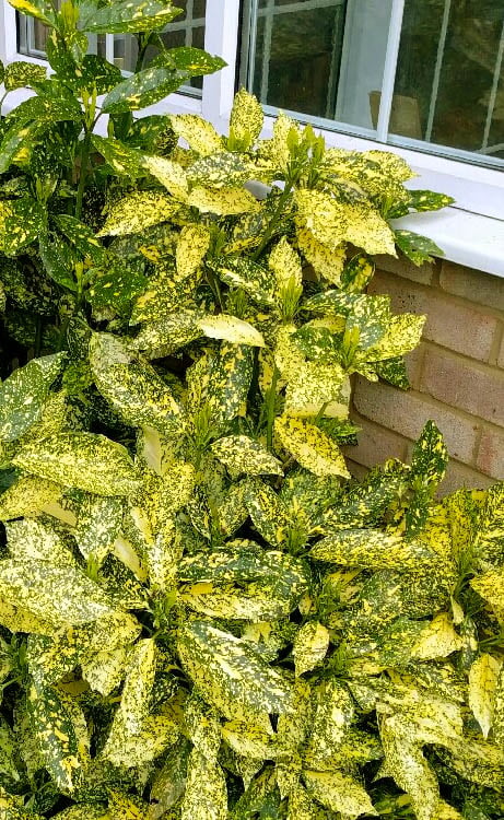  Golden King Aucuba (Male) - 3 Gallon Pot